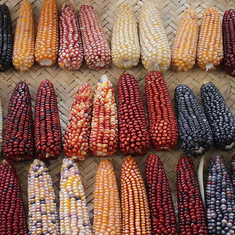Menú Maiz, Frijol y Chile